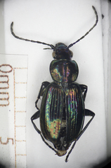 Agonum ericeti