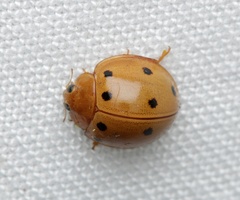 Microcaria mulsanti