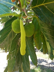 Artocarpus