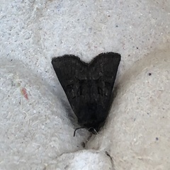 Oligia strigilis