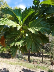 Artocarpus