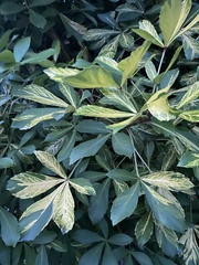 Pseudopanax lessonii