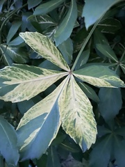 Pseudopanax lessonii