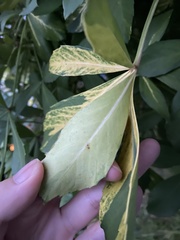 Pseudopanax lessonii