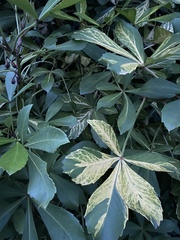 Pseudopanax lessonii