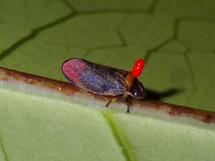 Eoscarta roseinervis