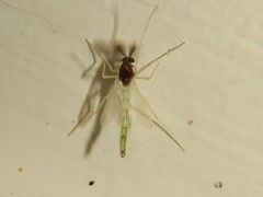 Endochironomus nigricans