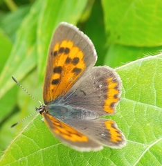 Lycaena phlaeas daimio