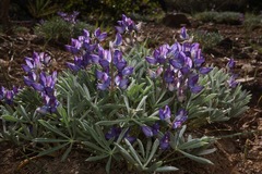 Lupinus lepidus sellulus