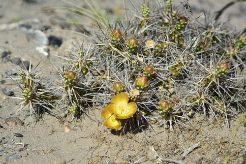 Maihueniopsis hickenii