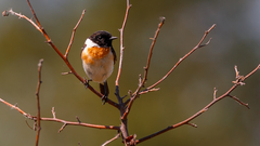 Saxicola maurus