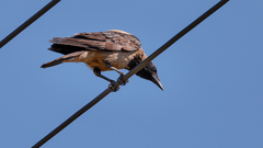 Corvus cornix