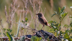 Luscinia svecica