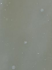 Pleurobrachia