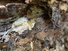 Phlebia centrifuga