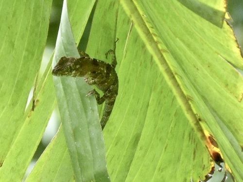 Anolis fraseri