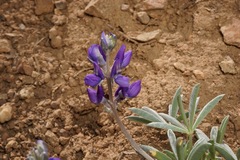 Lupinus lepidus sellulus
