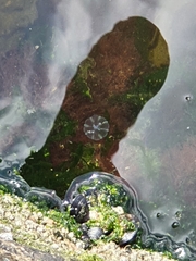 Pleurobrachia
