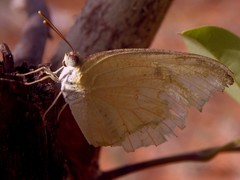 Catopsilia pomona