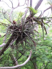 Tillandsia schiedeana