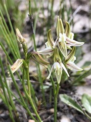 Prasophyllum striatum