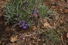 Lomatium engelmannii