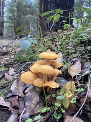 Armillaria luteobubalina