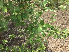 Avicennia alba