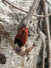 Phauda flammans