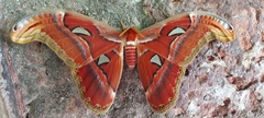 Attacus