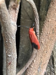 Phauda flammans