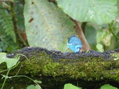 Chalcothraupis ruficervix