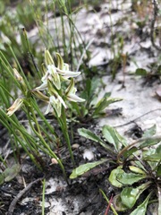 Prasophyllum striatum