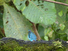 Chalcothraupis ruficervix