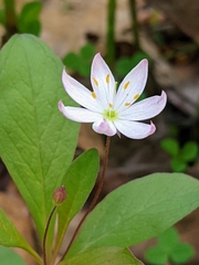 Lysimachia europaea