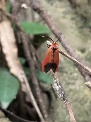 Phauda flammans