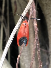 Phauda flammans