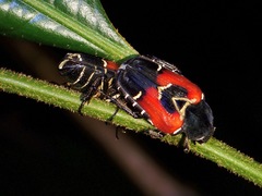 Taeniodera malabariensis