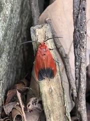 Phauda flammans