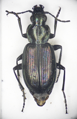 Agonum ericeti