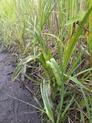 Dactylorhiza majalis baltica