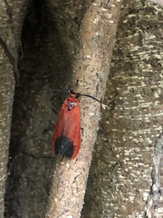 Phauda flammans