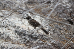 Mimus parvulus parvulus