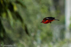 Pyrocephalus rubinus