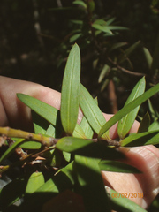 Podocarpus laetus × Podocarpus totara