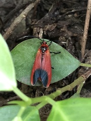 Phauda flammans