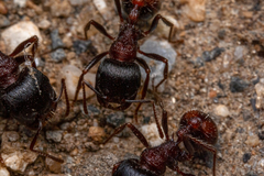 Pogonomyrmex rugosus