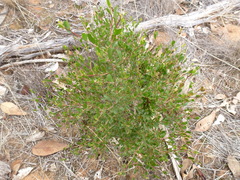 Dodonaea bursariifolia