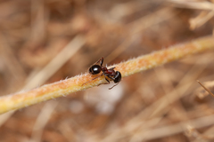 Pogonomyrmex rugosus