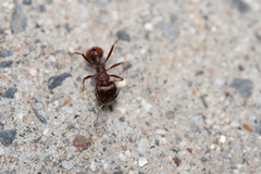 Pogonomyrmex rugosus